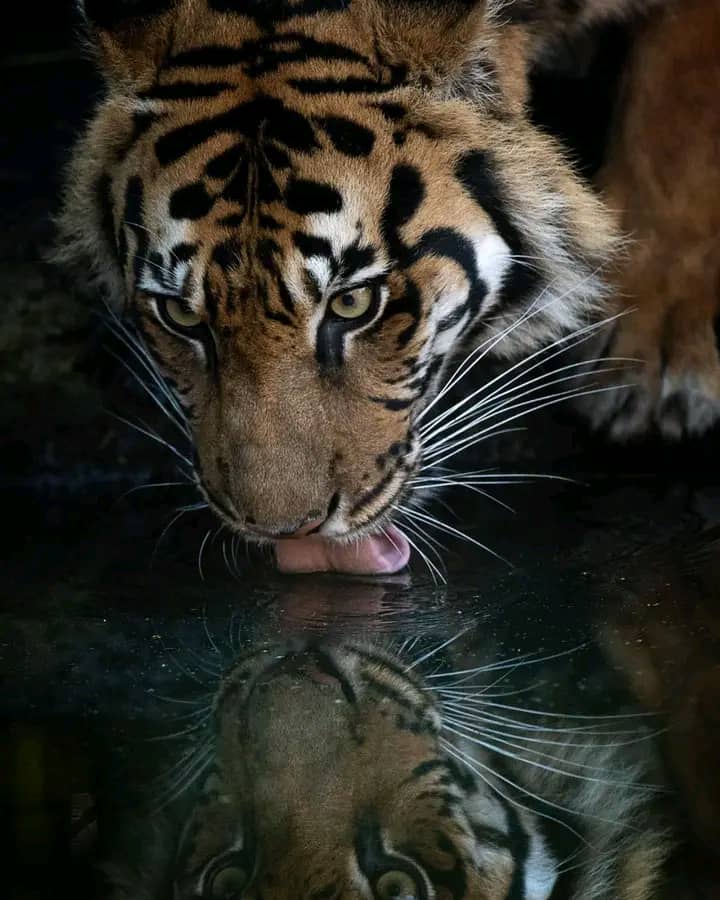 <font color=blue>  Artwork: Tiger, Oil painting w/ Wooden Frame,size A2 by 3 feet :Draw the pictire as the customer wants